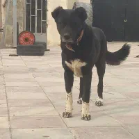 ماده سرابی کاملا اصیل