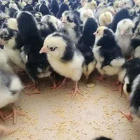 جوجه گلین پنگونی 110