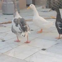 غاز نر  با دو اردک  جوان
