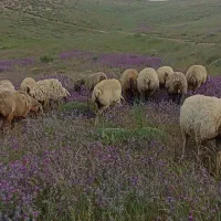 34تا میش جوان