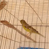 فروش قناری