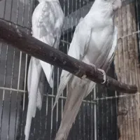 جفت عروس هلندی