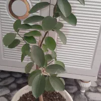 گل طبیعی شاداب