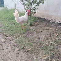 ۷عدد خروس بچه خروس بزرگ