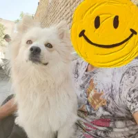 پامر روباهی تربیت شده خونگی