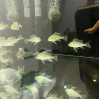 پرکسیموس
