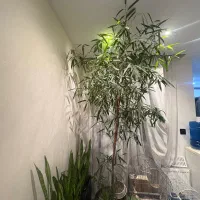 گل گیاه طبیعی