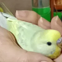 جوجه مرغ عشق