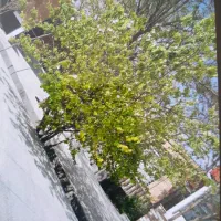 فروش-باغ