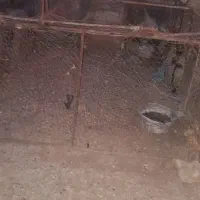 دام تور فروشی