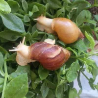 حلزون|خزنده|اراک, |دیوار