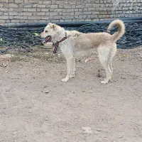 توله سگ سرابی 1ساله