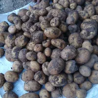 سیب زمینی بذری آگریا ۱۴۰۲