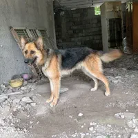 سگ ژرمن ماده