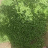 عنواع شیتیل درجه یک