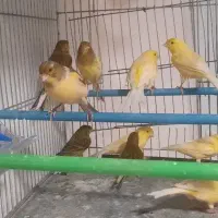 خریدار و فروشنده انواع قناری فنچ مرغ عشق گرینچک و.