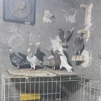 پلاکی