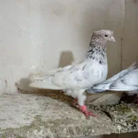 کبوتر رنگی