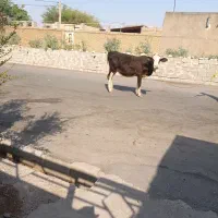 گاو