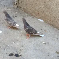 کبوتر دم سفید فیلی