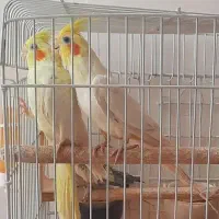 عروس هلندی