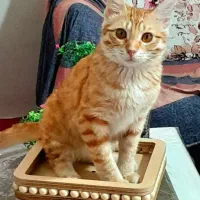 واگذاری‌ گربه فوری