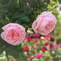 گل محمدی