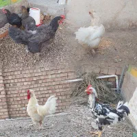 مرغ تخمی دونه ای ۵۰۰ تومن