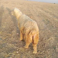 بره