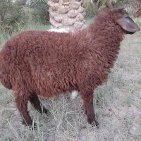 فروش گوسفند دوتا ماده