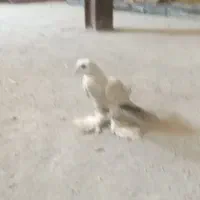 کبوتر
