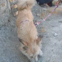 سگ پا کوتاه