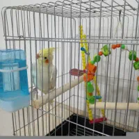 عروس هلندی نر