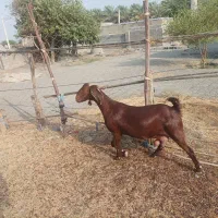 گوسفند چاق