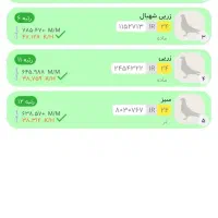 کبوتر پلاکی مقام دار