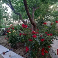 طالقان زمین ۲۷۷۰متر سند تک برگ معاوضه زیر قیمت
