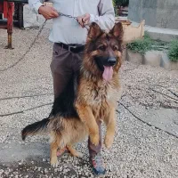 ۵تا توله شرمن شپر