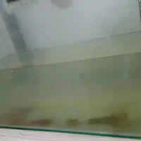 اکواریوم