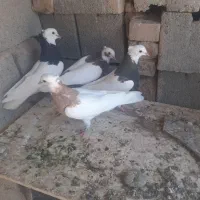 ۴ عدد طوقی سالم