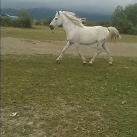 اسب نر|اسب و تجهیزات اسب‌سواری|چوبر, |دیوار