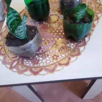 گل سانسور پایه کوتاه