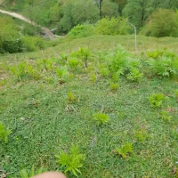 کندو زنبور عسل دسته دوم سالم