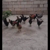 جوجه محلی