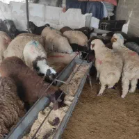 عقیقه قربانی باتخفیف ویژه