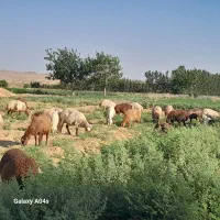 میش گلگرد تخم جوان شیرهدار
