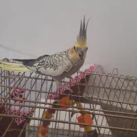 عروس هلندی
