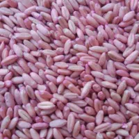 گندم بذری سرداری و صدرا دیم