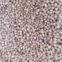 لوبیا چی تی محلی و پزا 270