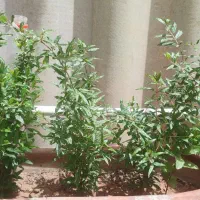 نهال انار