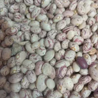 لوبیا چیتی ونخود